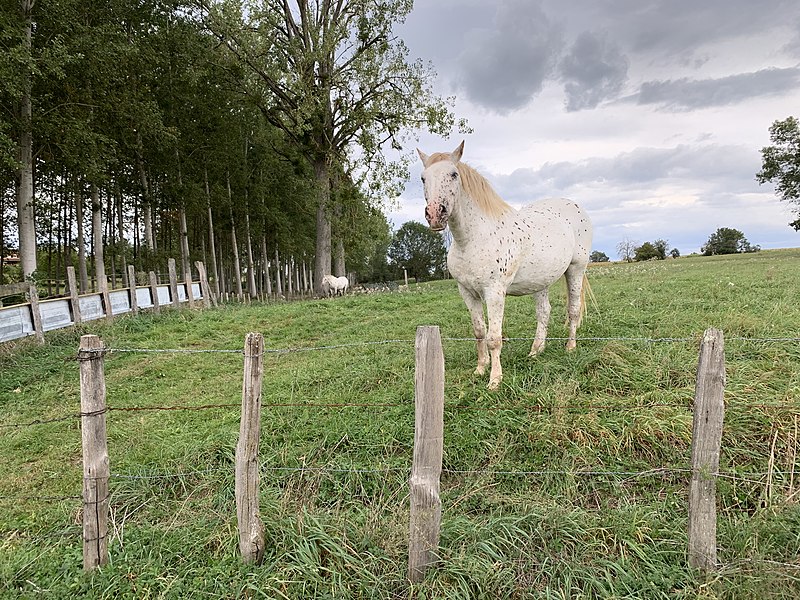 File:Cheval Pré Route Coudes St Cyr Menthon 7.jpg