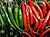 Chillies red and green.jpg