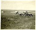 China, Miscellaneous Scenes- Mongol lassoing pony, Tabool, Mongolia (7454208824).jpg