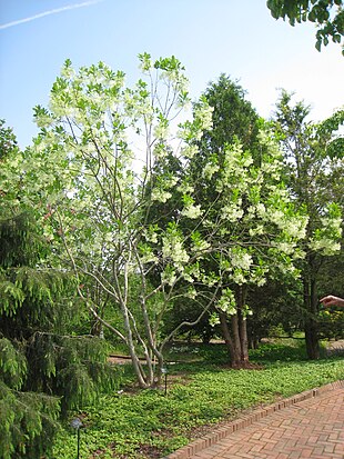 Chionanthus virginicus - Tower Hill Botanic Garden.JPG