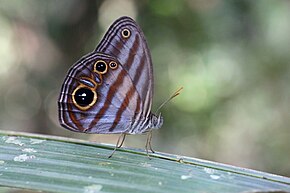 Descrição da imagem Chloreuptychia aff.  agatha (Nymphalidae- Satyrinae- Satyrini- Euptychiina) (30607745245) .jpg.