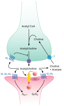 synaptic cleft acetylcholine