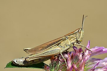 Желто-зеленая самка Chorthippus albomarginatus сидит на цветке