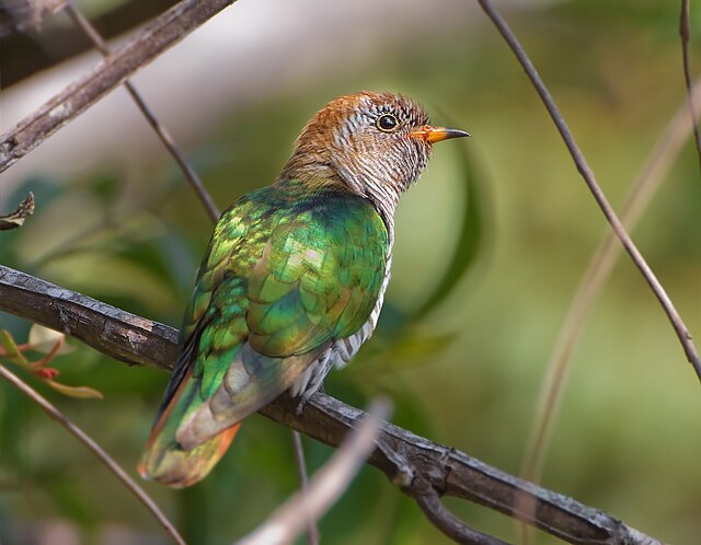 Some species, such as the Asian emerald cuckoo (Chrysococcyx maculatus) exhibit iridescent plumage.