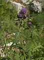 * Nomination Cirsium montanum, also known as Cirsium monspessulanum --Robert Flogaus-Faust 10:53, 3 March 2024 (UTC) * Promotion  Support Good quality. --MB-one 22:40, 11 March 2024 (UTC)