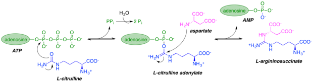 Reaction catalyzed by argininosuccinate synthetase. Adapted from Goto et al. 2003. Citrulline metabolism.png