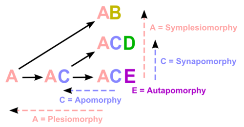 Apomorphy in cladistics.  This diagram indicates "A" and "C" as ancestral states, and "B", "D" and "E" as states that are present in terminal taxa.  Note that in practice, ancestral conditions are not known a priori (as shown in this heuristic example), but must be inferred from the pattern of shared states observed in the terminals.  Given that each terminal in this example has a unique state, in reality we would not be able to infer anything conclusive about the ancestral states (other than the fact that the existence of unobserved states "A" and "C" would be unparsimonious inferences!)