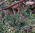 Cladonia peziziformis (With.) J.R. Laundon 888739.jpg