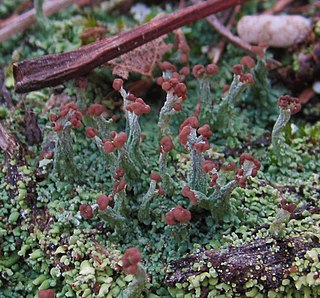 <i>Cladonia peziziformis</i> Species of lichen