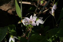 Deschambault-Grondines, Quebec, Canada Claytonia caroliniana 016.jpg