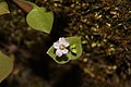 Claytonia perfoliata