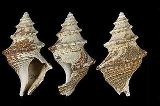 <i>Clinura calliope</i> Species of gastropod