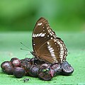 * Nomination Close wing mud paddling behaviour of Hypolimnas bolina (Linnaeus, 1758) - Great Eggfly. --Khushi1995 07:54, 19 November 2023 (UTC) * Decline  Oppose Only 1.7 MP --Plozessor 08:02, 19 November 2023 (UTC)