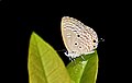 * Nomination: Close wing posture of Chilades pandava (Horsfield, 1829) - Plains Cupid --Sandipoutsider 23:49, 18 December 2023 (UTC) * * Review needed