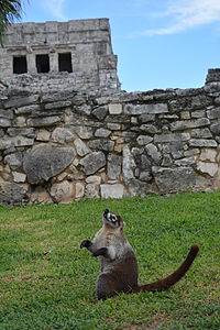 Coati in the ruins of Tulum