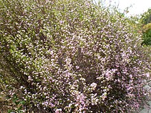 A flowering shrub Coleonema pulchellum 1c.JPG