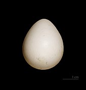 Egg Colin de Virginie MHNT.jpg