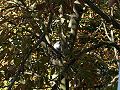 On nest in a tree, Deutschland