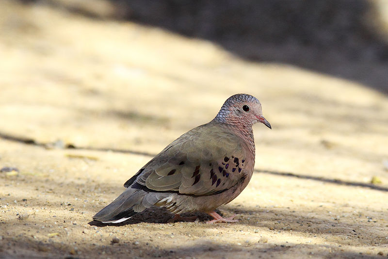 File:Columbina passerina -near Salton Sea, California, USA-8.jpg