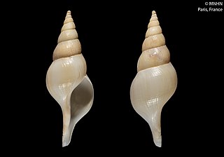 <i>Colus aurariae</i> Species of gastropod