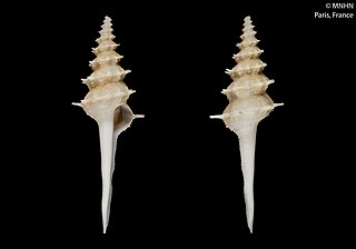 <i>Coluzea madagascarensis</i> species of mollusc