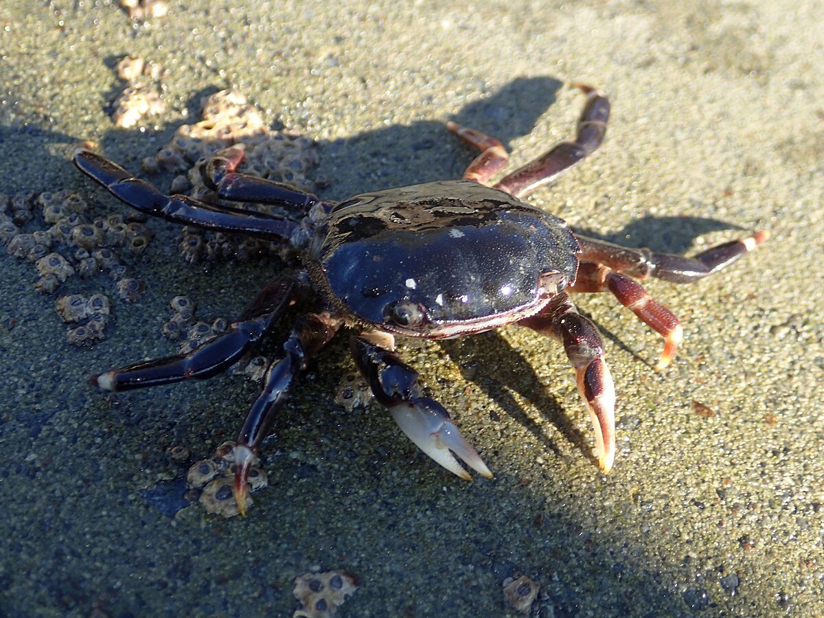 Crab 1. Скалистый краб. Краб на Камне. Лесной краб. Большой каменный краб.