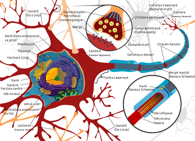 File:Complete neuron cell diagram ku.svg