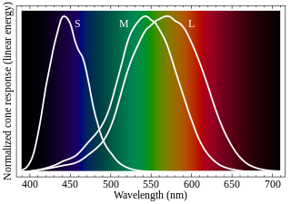<span class="mw-page-title-main">Cone cell</span> Photoreceptor cells responsible for color vision made to function in bright light