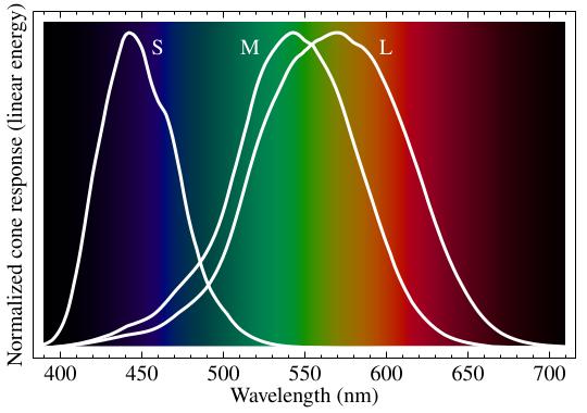 Cone cells respond differently to light of different wavelengths