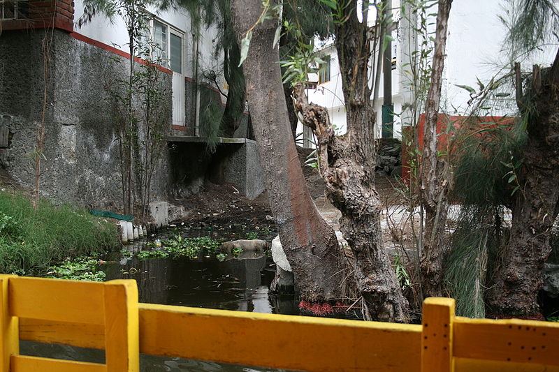 File:Contaminación en Xochimilco.JPG