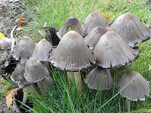 Coprinopsis atramentaria RH 06.jpg