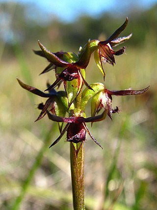 <i>Genoplesium archeri</i> Species of orchid