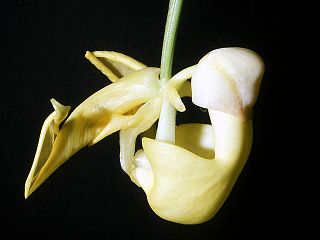 <i>Coryanthes hunteriana</i> Species of orchid