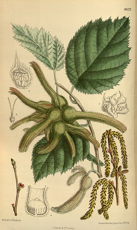 Corylus sieboldiana