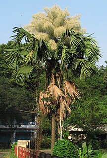 <i>Corypha umbraculifera</i> Species of palm