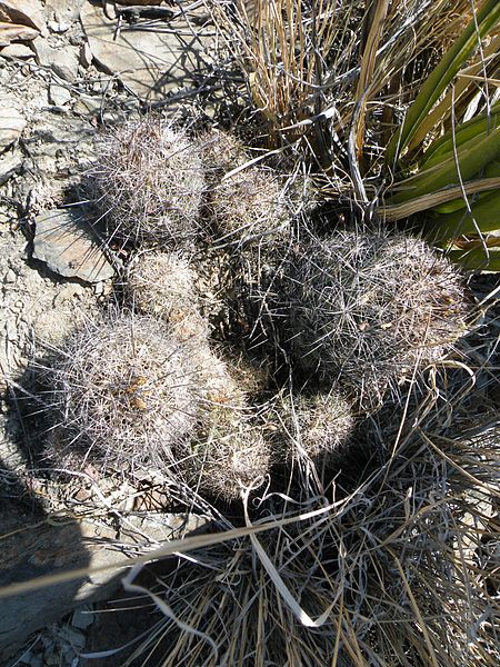 File:Coryphantha sps. (5692657979).jpg