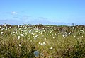 Cotton Grass, Glasson Moss - geograph.org.uk - 806828.jpg