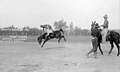 Cowboy Hugh Taylor being bucked from his bronco ride at the Round-Up, Pendleton, Oregon, 1912 (AL+CA 1846).jpg