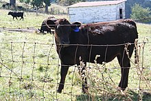 Cattle near Blue Grass