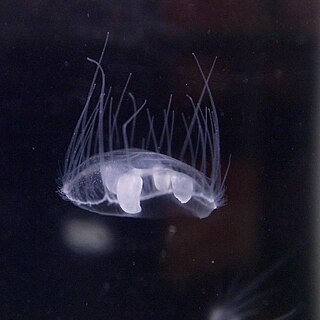 <i>Craspedacusta sowerbii</i> Species of jellyfish