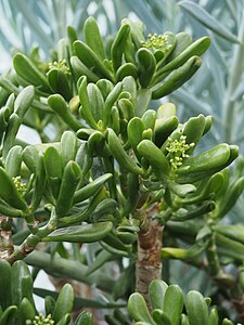 Crassula ovata 'Gollum', Grubosz jajowaty 'Gollum', 2023-10-31