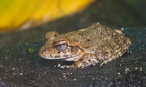 Beschrijving van de afbeelding Craugastor punctariolus.jpg.