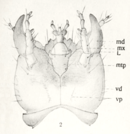 Creophilus maxillosus larva Kemner.png