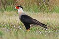 Northern crested caracara