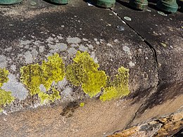 Crustose lichens can grow on surfaces hostile to most other lifeforms, such as concrete walls and bare boulders. Crustose lichen William St Brisbane P1150112.jpg