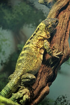 Descrizione dell'immagine Ctenosaura pectinata allo zoo di Denver-2012 03 12 0689.jpg.