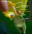 Zapallo de la especie Cucurbita pepo, se observan 3 estilos blancos (uno removido) que evidencian el número de carpelos, cada uno con un estigma amarillo bilobado.