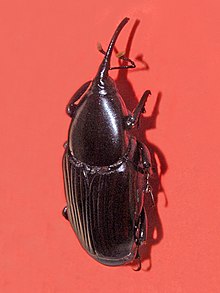 Curculionidae - Rhynchophorus phoenicis.jpg