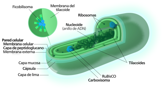 File:Cyanobacterium-inline-es.svg