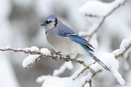 Cyanocitta cristata (Blue Jay)